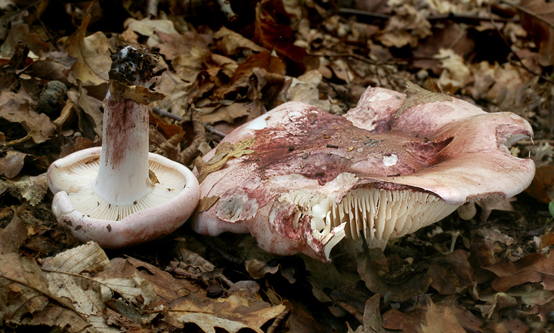 Hygrophorus russula